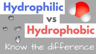 Hydrophilic vs Hydrophobic  Substances  Cell Membranes [upl. by Magdalena151]