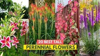 20 Best Tall Perennial Flowers [upl. by Airamak]