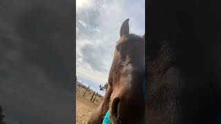 Dreaming navajonation horses mustangs dine [upl. by Tommy37]