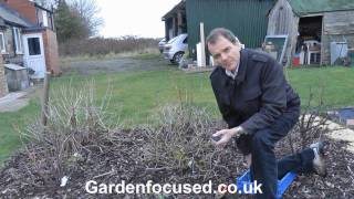 How to Prune Gooseberry Bushes [upl. by Bernelle]