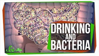 Does Drinking Alcohol Kill Your Gut Bacteria [upl. by Enihpled]