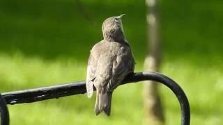 Young Common starling singing  Sturnus vulgaris [upl. by Endres]