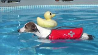 Italian Greyhounds Swimming    Life Jacket Test [upl. by Bj]