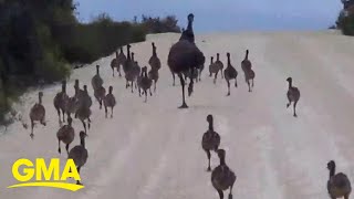 Watch this huge flock of emus running along a remote road in Western Australia l GMA [upl. by Elene]