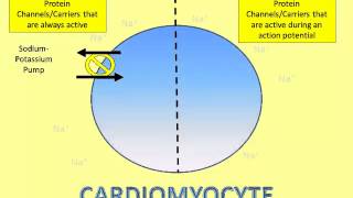 Where Does That Ion Go A Video of the Cardiomyocyte Action Potential Part 1 [upl. by Naired941]