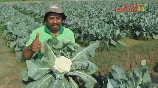 BENIH PERTIWI TV  Meraup Untung dari Bunga Kol Kusuma [upl. by Rosalee]