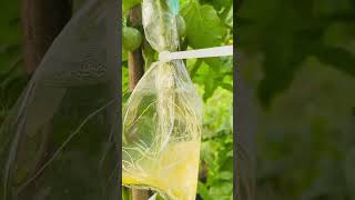 🍃☘️🍅🍅Tomato propagation method using cuttings🍅🍅☘️🍃 [upl. by Crin681]