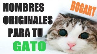 23 NOMBRES ORIGINALES Y BONITOS PARA TU GATO [upl. by Akimyt]