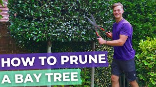 How To Prune A Bay Laurel Tree Hedge  Complete Guide [upl. by Notluf]