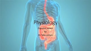 Physiology Digesdtive system stomach [upl. by Margi230]