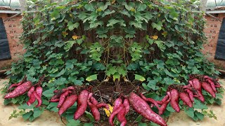 Tubers will be large and abundant  If you grow sweet potatoes in a plastic basket with this medium [upl. by Eenat312]