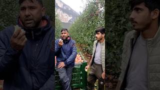 ইতালিতে আপেলের বাগানে কাজ করে দুই বাংলা ভাই। 🍏🍎🇮🇹🇮🇹italy rome news [upl. by Siberson397]