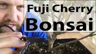 Starting a Fuji Cherry Bonsai Flowering Cherry tree bonsai Prunus incisa Kojonomai for beginners [upl. by Millian754]