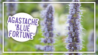 Plant of the Week Agastache Blue Fortune [upl. by Camilo]