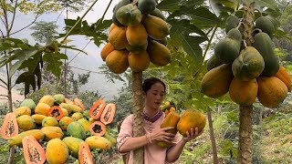 Whole chicken recipe grilled in a clay oven  Harvest ripe papaya to sell at the market Vàng Hoa [upl. by Riannon]