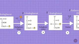 glikolisis [upl. by Eillas760]