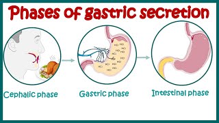 Phases of gastric secretion  Three phases cephalic gastric and intestinal of gastric secretion [upl. by Ssidnak]