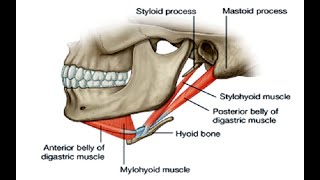 Two Minutes of Anatomy Suprahyoid Muscles [upl. by Decca]