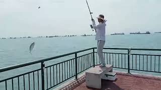 Bedok Jetty Flying Queenfish [upl. by Coulson]