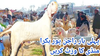 Shahzeb Goat Farm in Rajanpur Bakra Mandi new information for the first time goatfarminginpakistan [upl. by Aneekat]