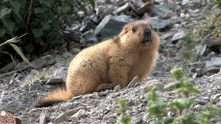 Richiamo della Marmotta  Il fischio della marmotta [upl. by Tenn]