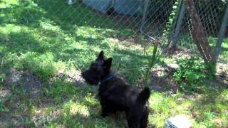 Rocky the Scottish Terrier barking [upl. by Ihculo80]