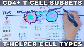 CD4 T Cell Subsets  THelper Cell [upl. by Flatto]