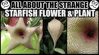 SPECTACULAR STARFISH BLOOMS FACTS amp CARE  Stapelia gigantea The Starfish Plant [upl. by Andromede]