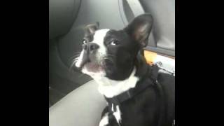 Boston Terrier Talks A LOT [upl. by Rossen826]