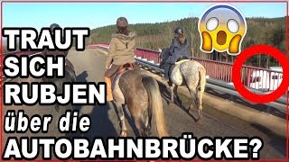 Traut sich Rubjen zum 1 Mal über die AUTOBAHNBRÜCKE Angst Ausreiten mit meinem Fohlen [upl. by Ayikur]