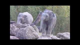 Asiatische Elefanten  Baby Elefant Ludwig und Tante Panang  Tierpark Hellabrunn [upl. by Sualocin]