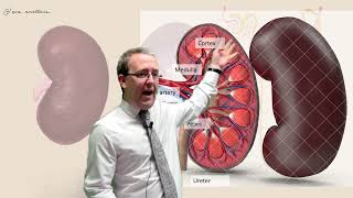 Homeostasis Kidneys 1  anatomy  A Level Biology [upl. by Geffner]