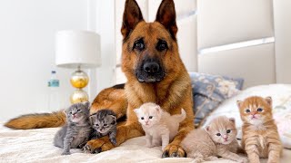 Tiny Kittens Love the German Shepherd [upl. by Yanetruoc]