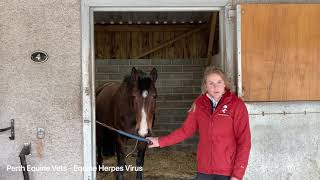 Equine Herpes Virus [upl. by Westlund787]