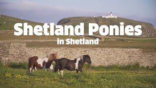 Shetland Ponies from Shetland [upl. by Anialam]