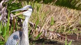 Great blue heron cooling w gular fluttering wildlife nature greatblueheron birds naturelovers [upl. by Luhar]