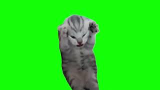 Green Screen Dramatic Kitten Meme  Screaming Cat Meme [upl. by Ahsac]