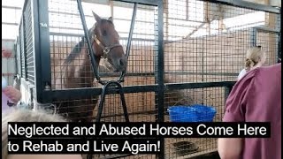 Neglected and Abused Horses Come Here to Heal and Get Their Life Back [upl. by Assenat]