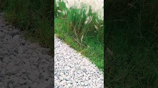 beautiful grass 🌱🌱🌾 shorts viral [upl. by Gilemette]