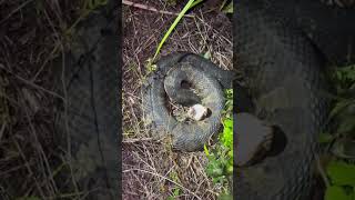 Looking for pythons in the Florida Everglades viralyoutubeeducationalanimalsalligatorwildlife [upl. by Anesor22]