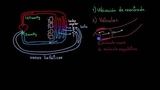 Cómo los vasos linfáticos mueven el fluido  fisiología del sistema linfático [upl. by Gudren378]