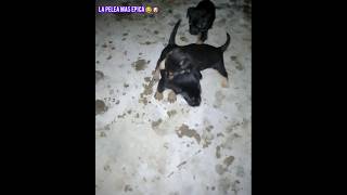 Perritos Peleando con Musica de Linkin Park 😂😁🐶🐕❤️ shorts viralvideo perros cachorro feedshorts [upl. by Auqinahs]