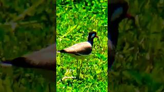 red wattled lapwing bird naturevideo birdsong birdsounds birdslover birds lapwing nature [upl. by Murage]