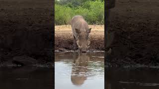 Warthog Family Enjoying Waterhole [upl. by Airdnola684]