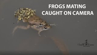 Frogs mating caught on camera [upl. by Nattirb860]