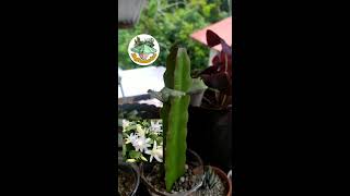 Day 1 of my grafted Schlumbergera truncata the Thanksgiving cactus [upl. by Hamlen]