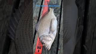 37cm Southern Black Bream [upl. by Manchester541]