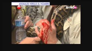 Impactantes imágenes de animales vs el hombre [upl. by Huff]