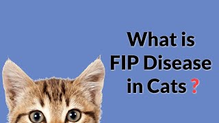 What is FIP Disease in Cats Easy amp Complete [upl. by Ayel]