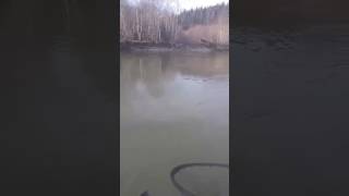 Queets River Steelhead Fishing [upl. by Bellda218]